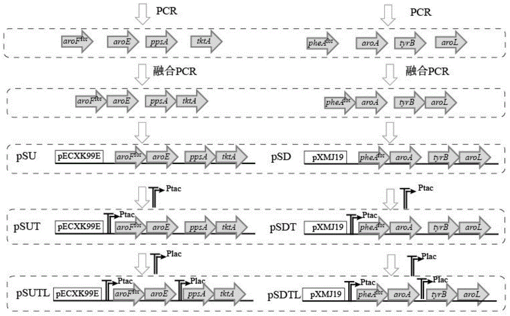 Recombined Corynebacterium glutamicum for producing L-Phe and constructing method and application thereof