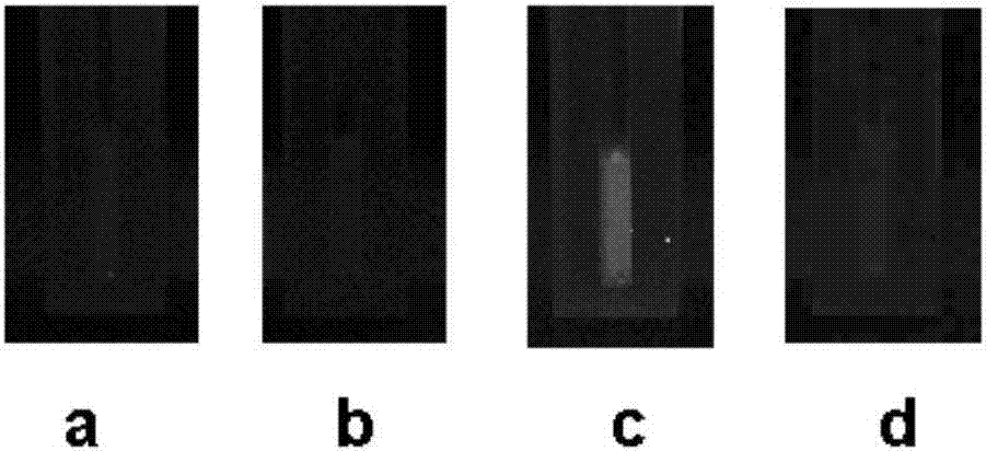 Method for synthesizing terbutaline and bovine serum albumin conjugate