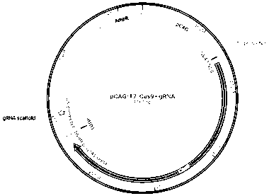 CRISPR/Cas9 technology-mediated site-specific integration method of goat VEGF gene