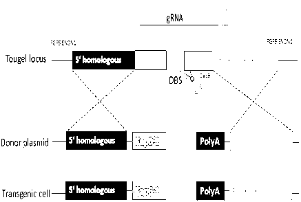 CRISPR/Cas9 technology-mediated site-specific integration method of goat VEGF gene