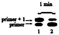 Method for positioning and quantitatively detecting 6-methylaminopurine in DNA and RNA