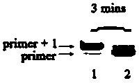 Method for positioning and quantitatively detecting 6-methylaminopurine in DNA and RNA