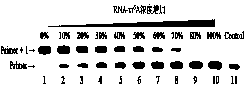 Method for positioning and quantitatively detecting 6-methylaminopurine in DNA and RNA