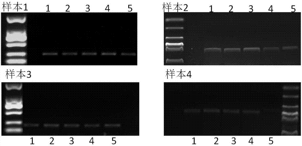 Preservation method of excrement sample, solution for preservation, preparation method and application