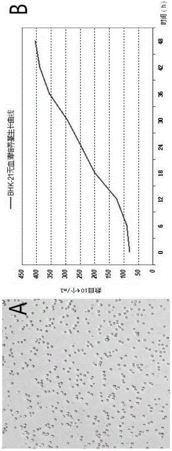 Serum-free animal origin-free culture medium for suspension culture of BHK-21 cells and preparation method of serum-free animal origin-free culture medium