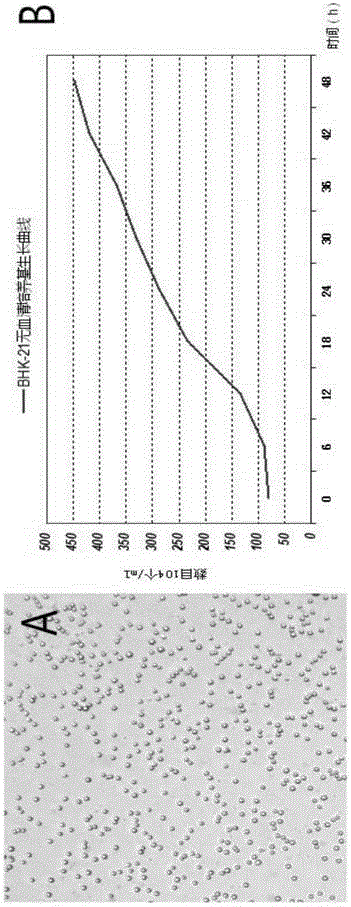 Serum-free animal origin-free culture medium for suspension culture of BHK-21 cells and preparation method of serum-free animal origin-free culture medium