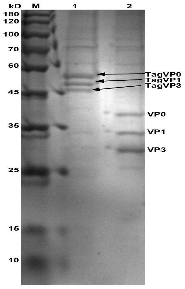 Virus-like particle as well as preparation method and application thereof