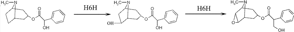 Method for catalytically synthesizing scopolamine and recombinant bacterial strain