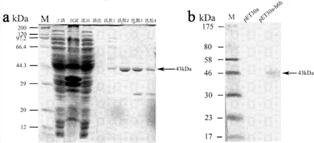 Method for catalytically synthesizing scopolamine and recombinant bacterial strain