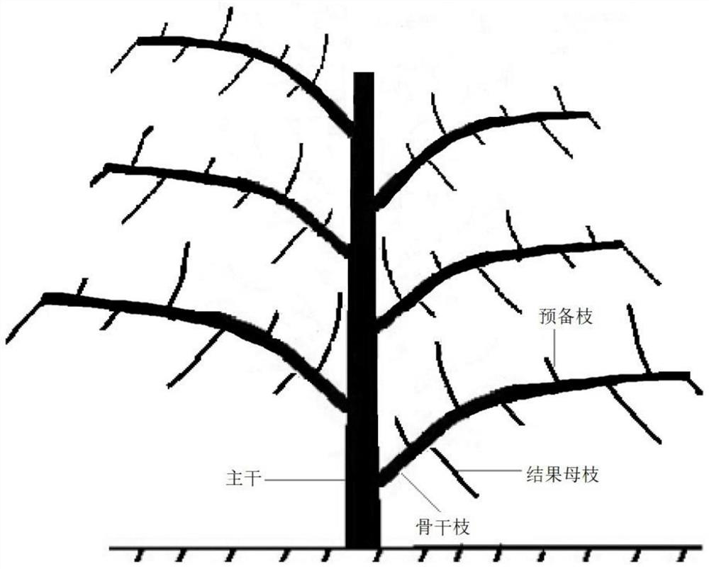 Taiwan morus macroura tree shape suitable for cultivation in northwest of Hubei and cultivation method thereof