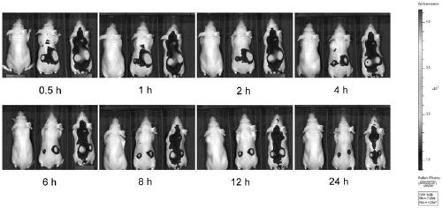 Cross-barrier targeted drug delivery system for lesions, drug-carrier system and host cell system