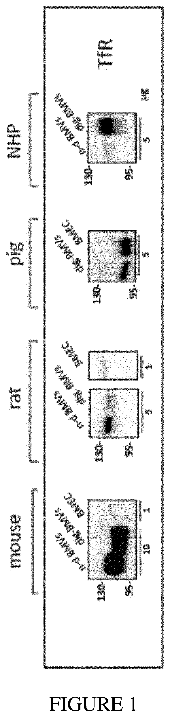 Transferrin receptor-binding molecules, conjugates thereof and their uses