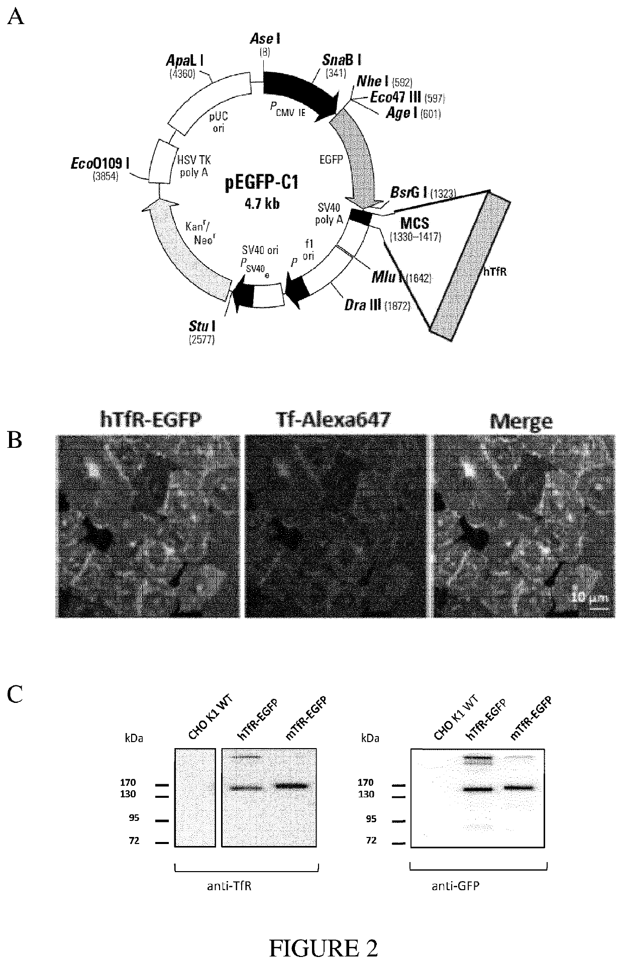 Transferrin receptor-binding molecules, conjugates thereof and their uses