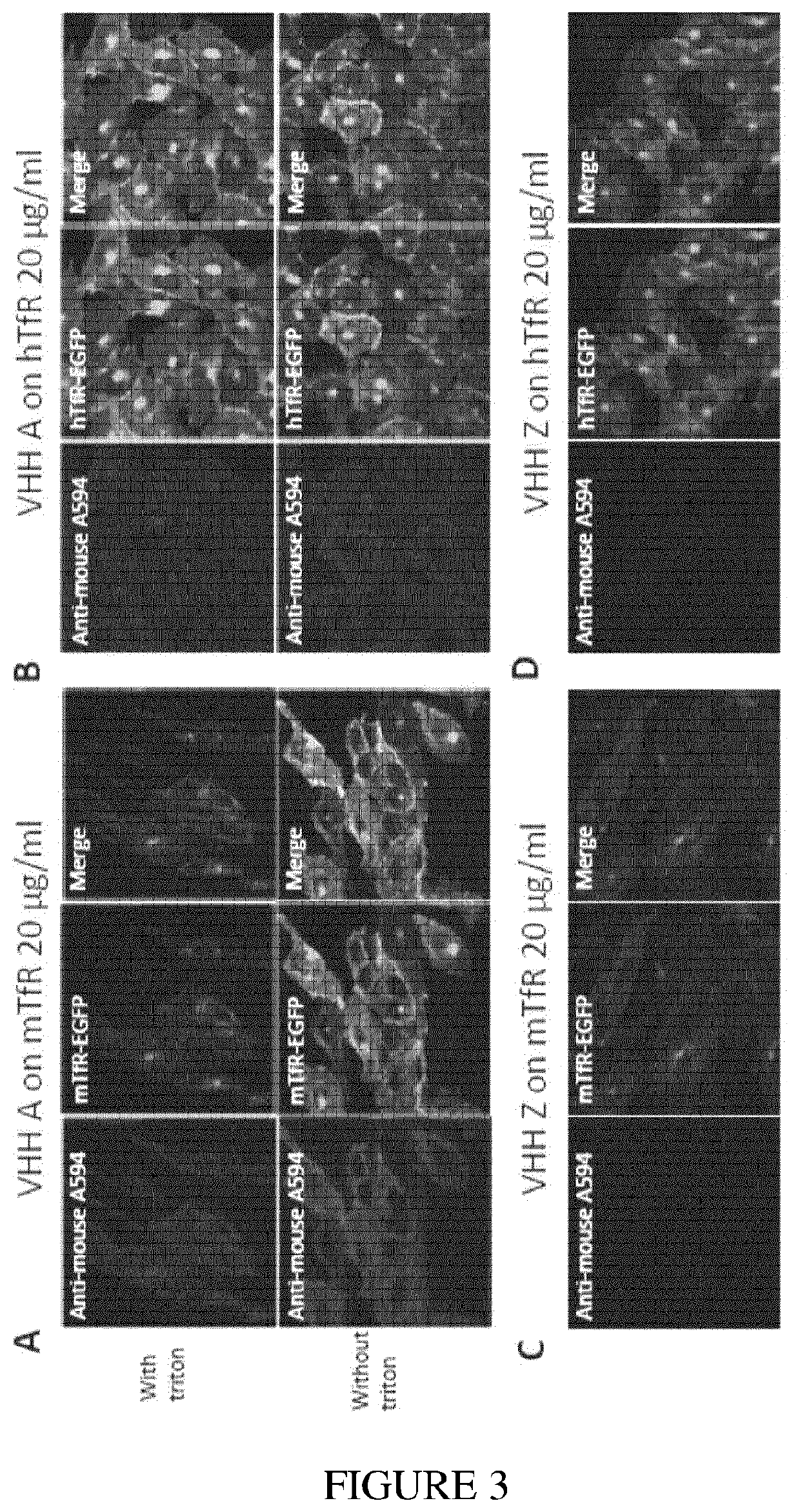 Transferrin receptor-binding molecules, conjugates thereof and their uses