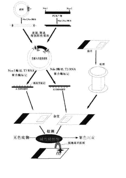 mRNA (Messenger Ribose Nucleic Acid) horizontal in-situ hybridization detection kit of MSMB at early stage of prostate canceration and detection method and application thereof