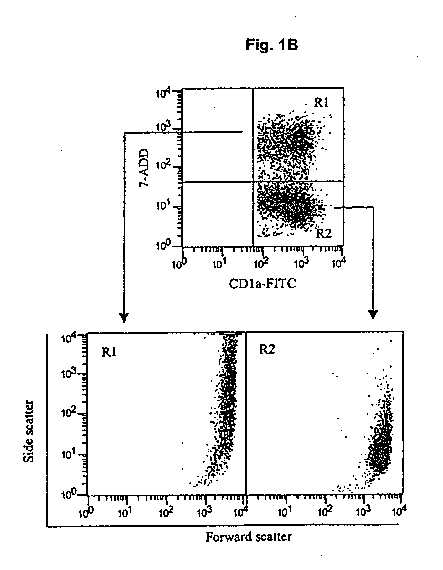 Use of allogeneic cell lines to load antigen-presenting cells to elicit or eliminate immune responses