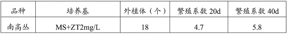 Blueberry tissue culture method