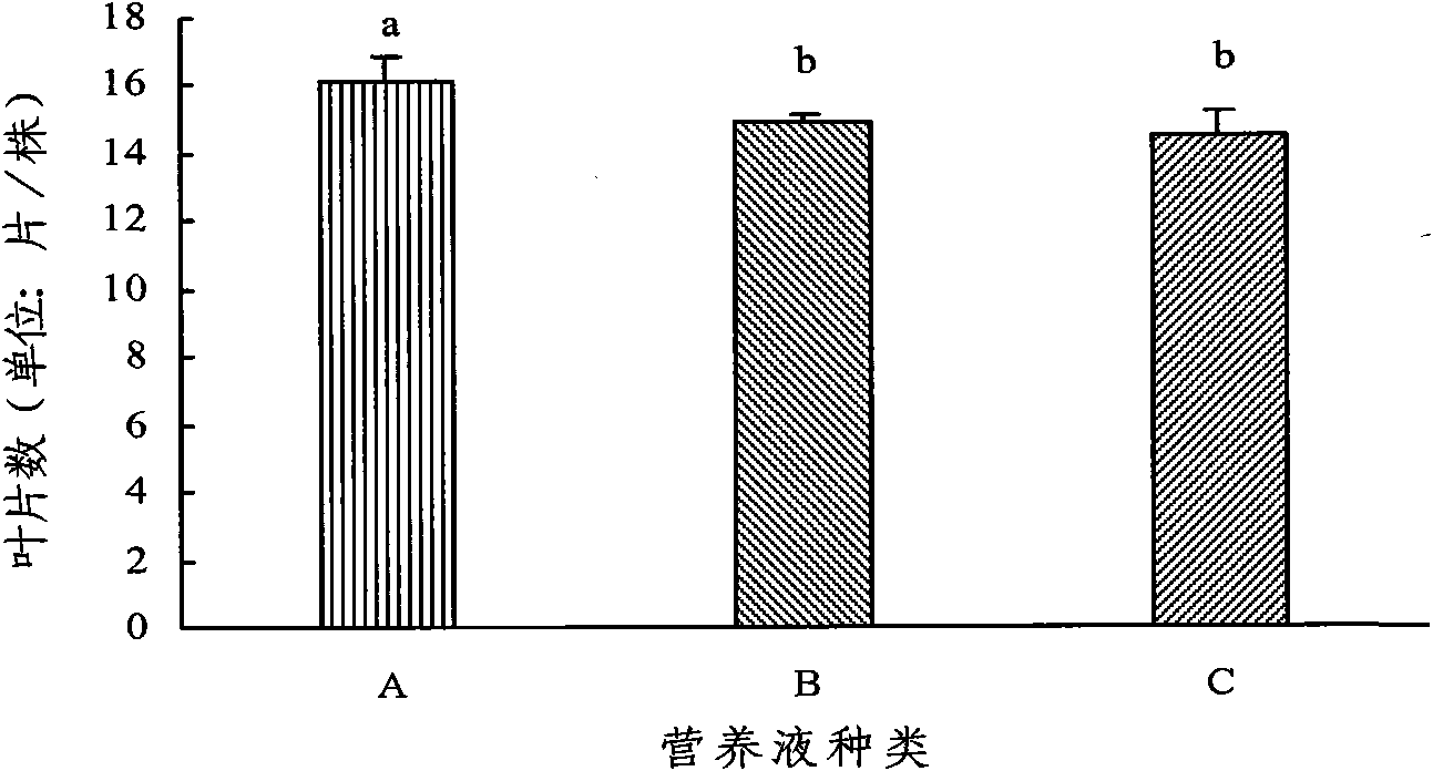 Soilless culture method for feather cockscombs