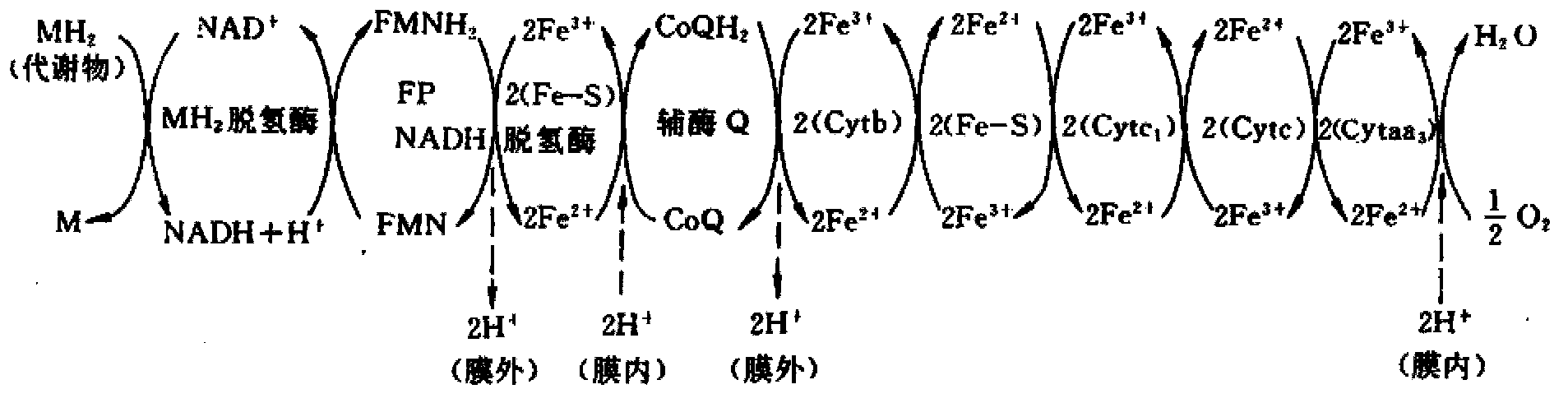 Method for improving fermentation yield of hyaluronic acid