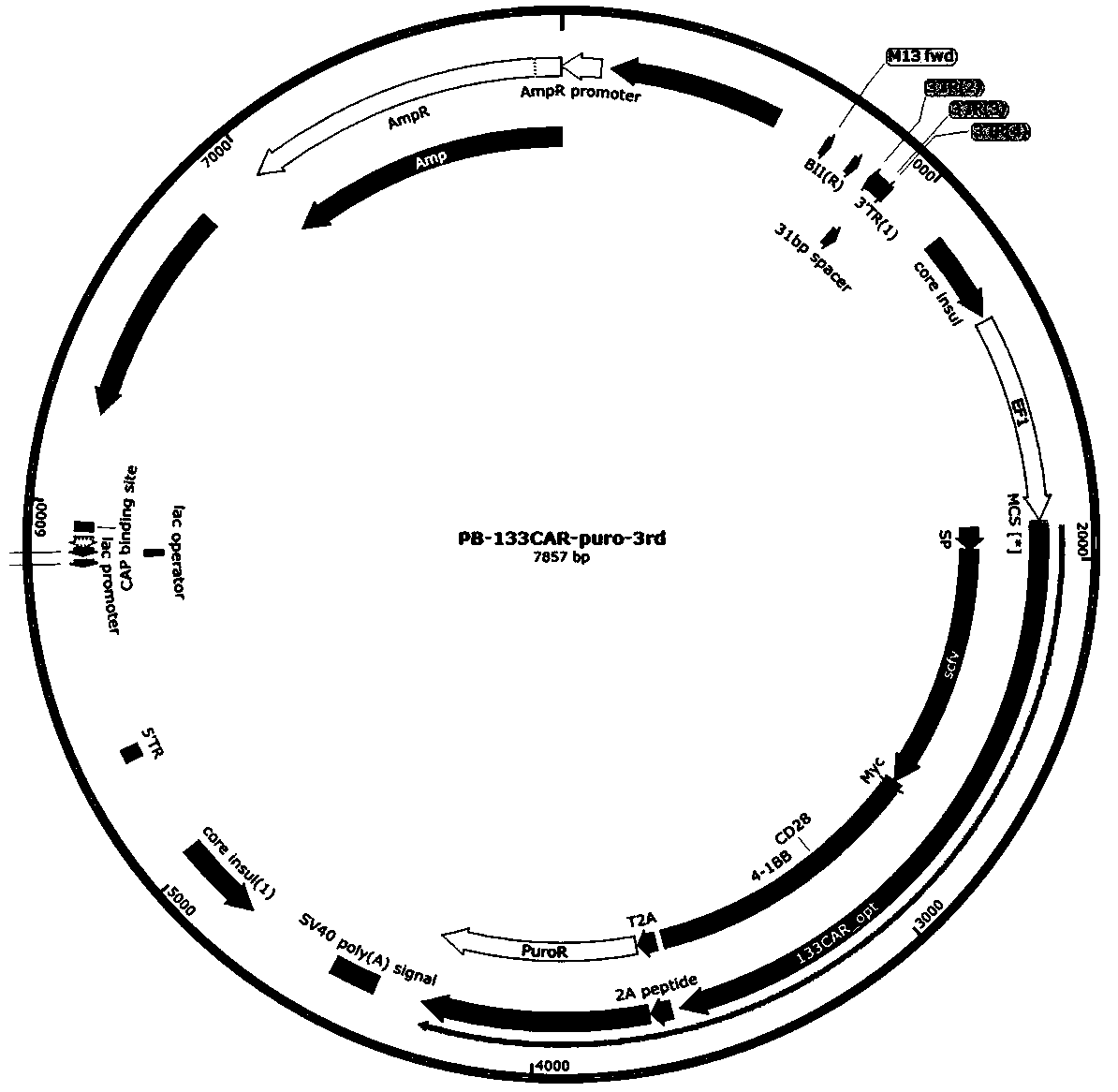 Preparation method and application of CAR-T cell based on base editing target CD133