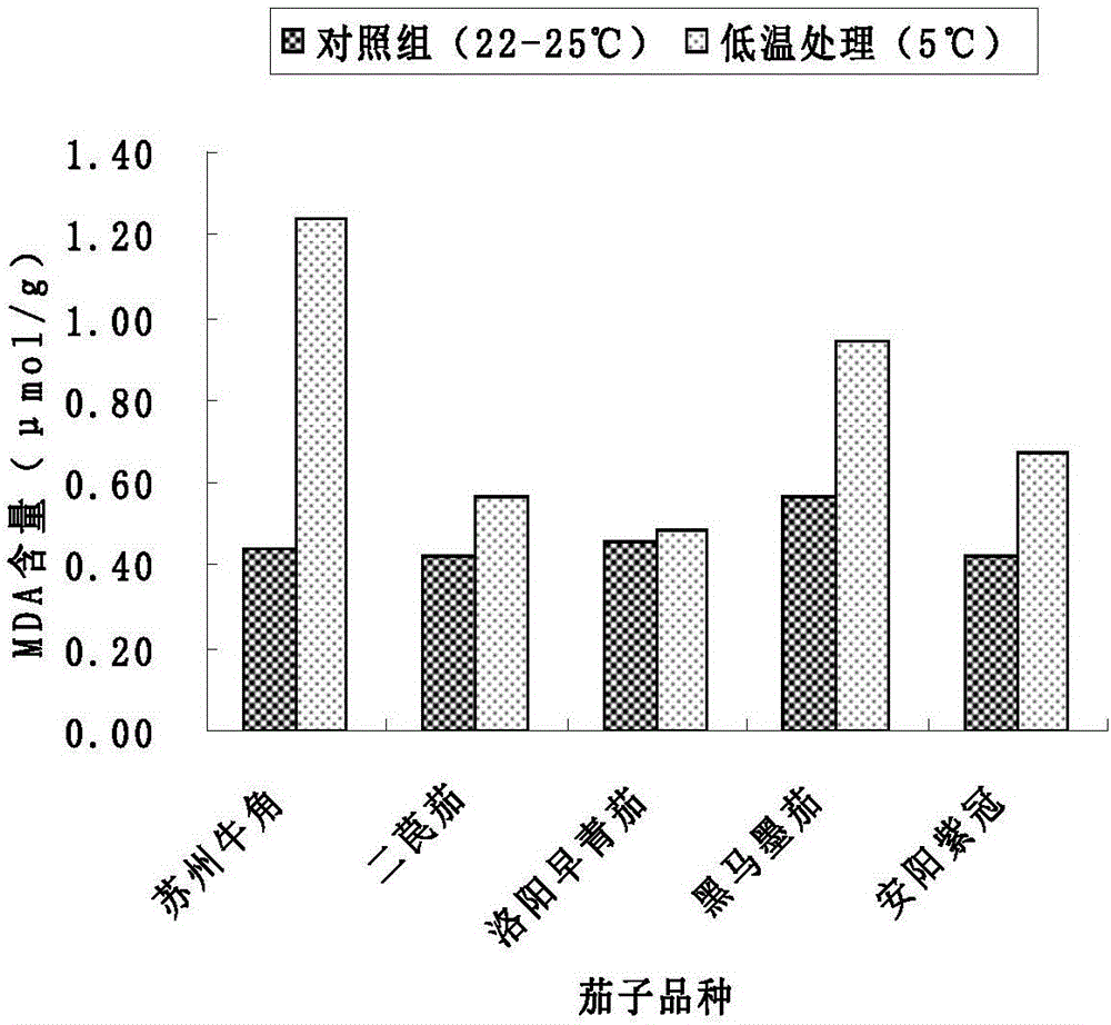 Method for rapidly identifying cold resistance of eggplant