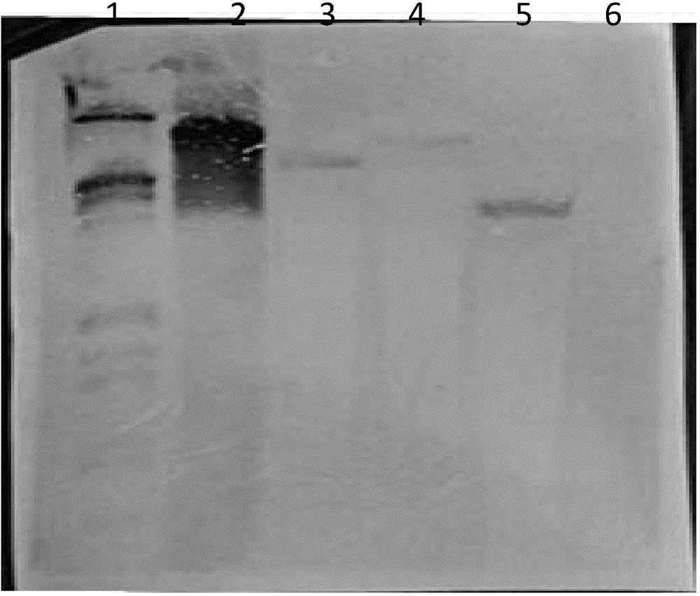 Transgenic glyphosate-resistant soybeans as well as preparation method and application thereof