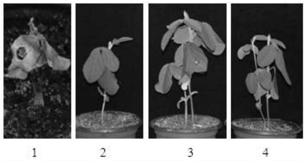 Transgenic glyphosate-resistant soybeans as well as preparation method and application thereof