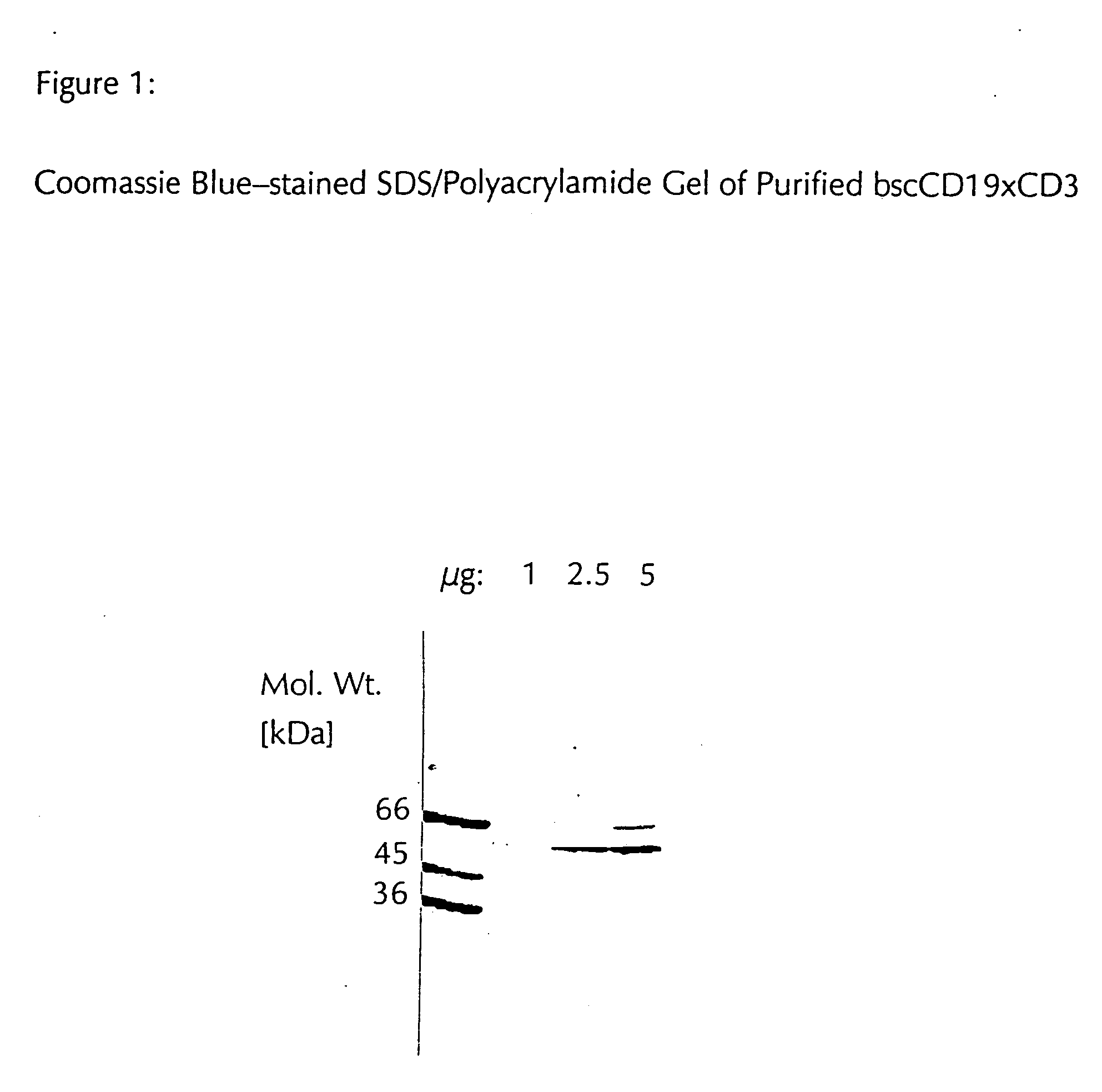 Novel CD19xCD3 specific polypeptides and uses thereof