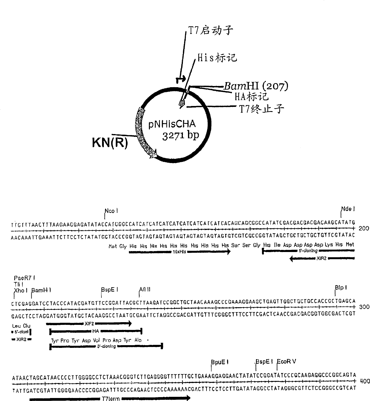 High throughput proteomics