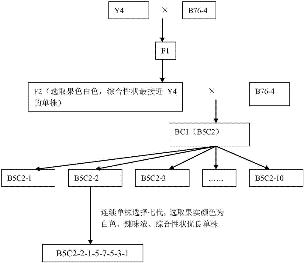 Method for breeding good white chili breeding material