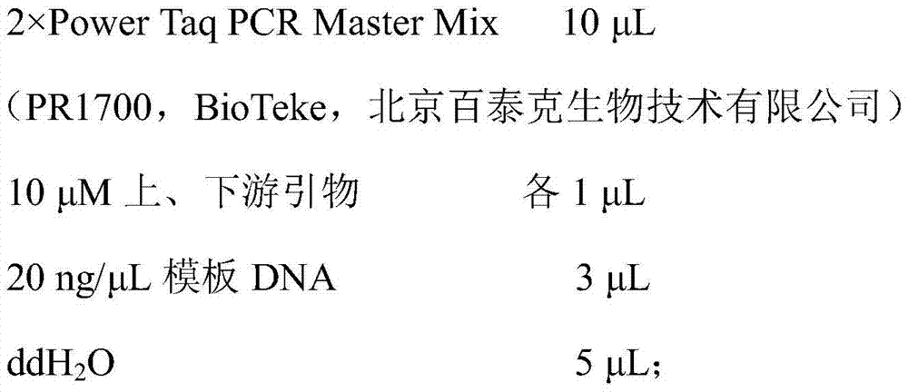 Specific marker primers and detection methods of Camellia oleifera Varieties Changlin 18 and 21