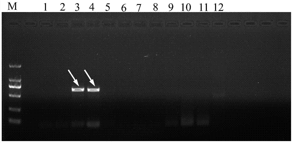 Specific marker primers and detection methods of Camellia oleifera Varieties Changlin 18 and 21