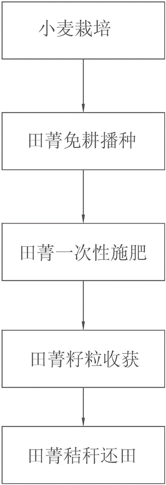 A high-efficiency cultivation method for double-cropping of wheat greens and matching harvesting platform for wheat greens