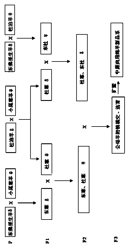 Cultivation method for central plain table purpose mutton new strain