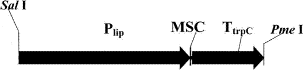 Expression equipment and genetically engineered bacterium for expressing foreign proteins in penicillium expansum cells