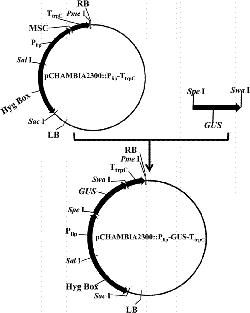 Expression equipment and genetically engineered bacterium for expressing foreign proteins in penicillium expansum cells