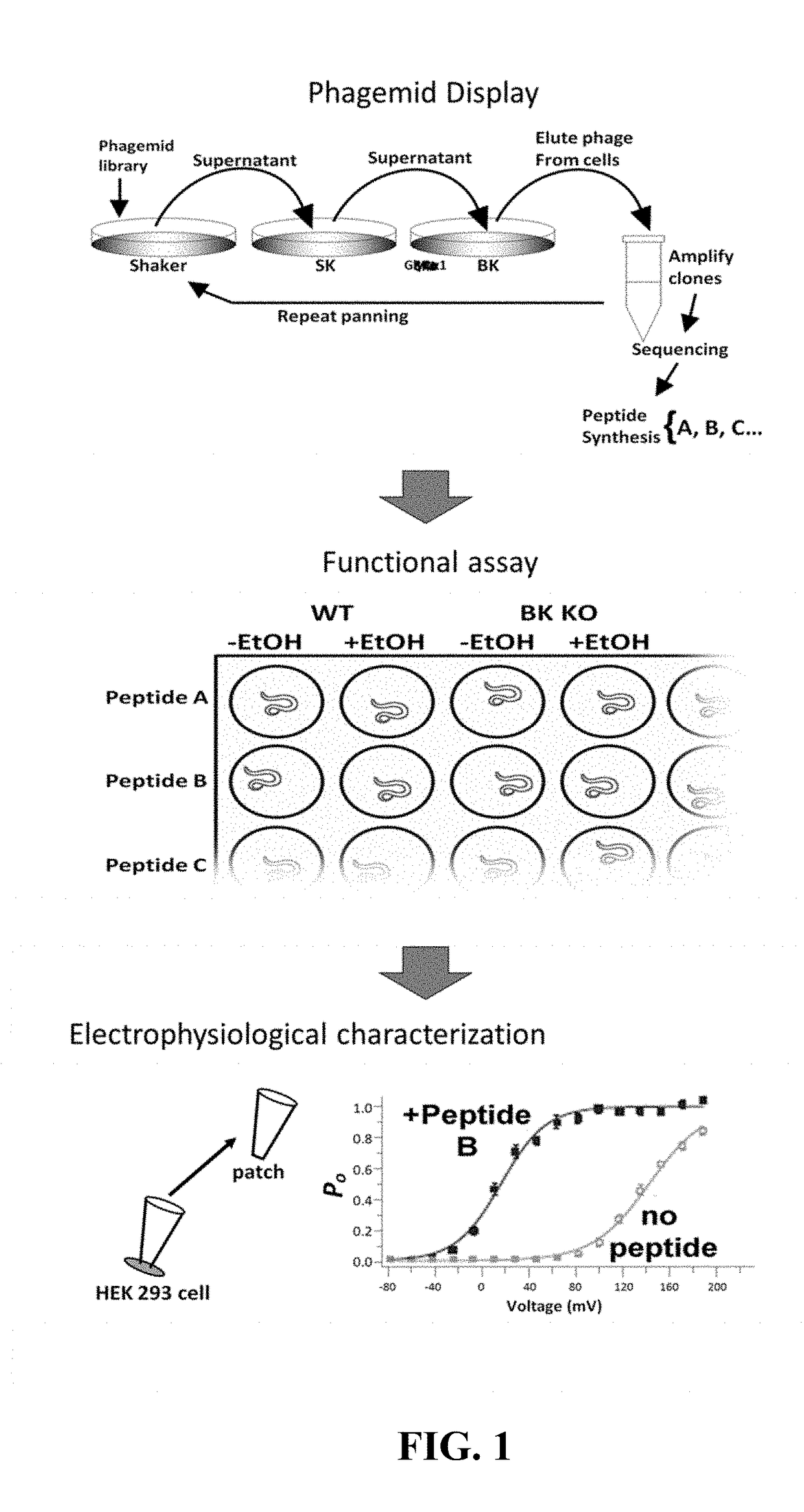 Bk channel-modulating peptides and their use