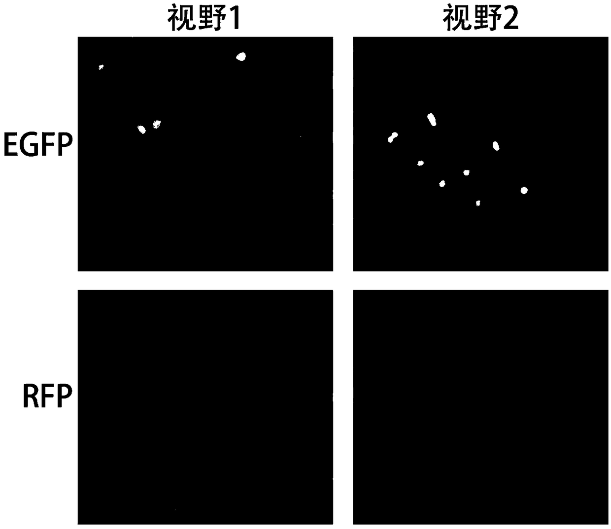 Lentiviral expression vector for permanently labeling nuclei and labeling method