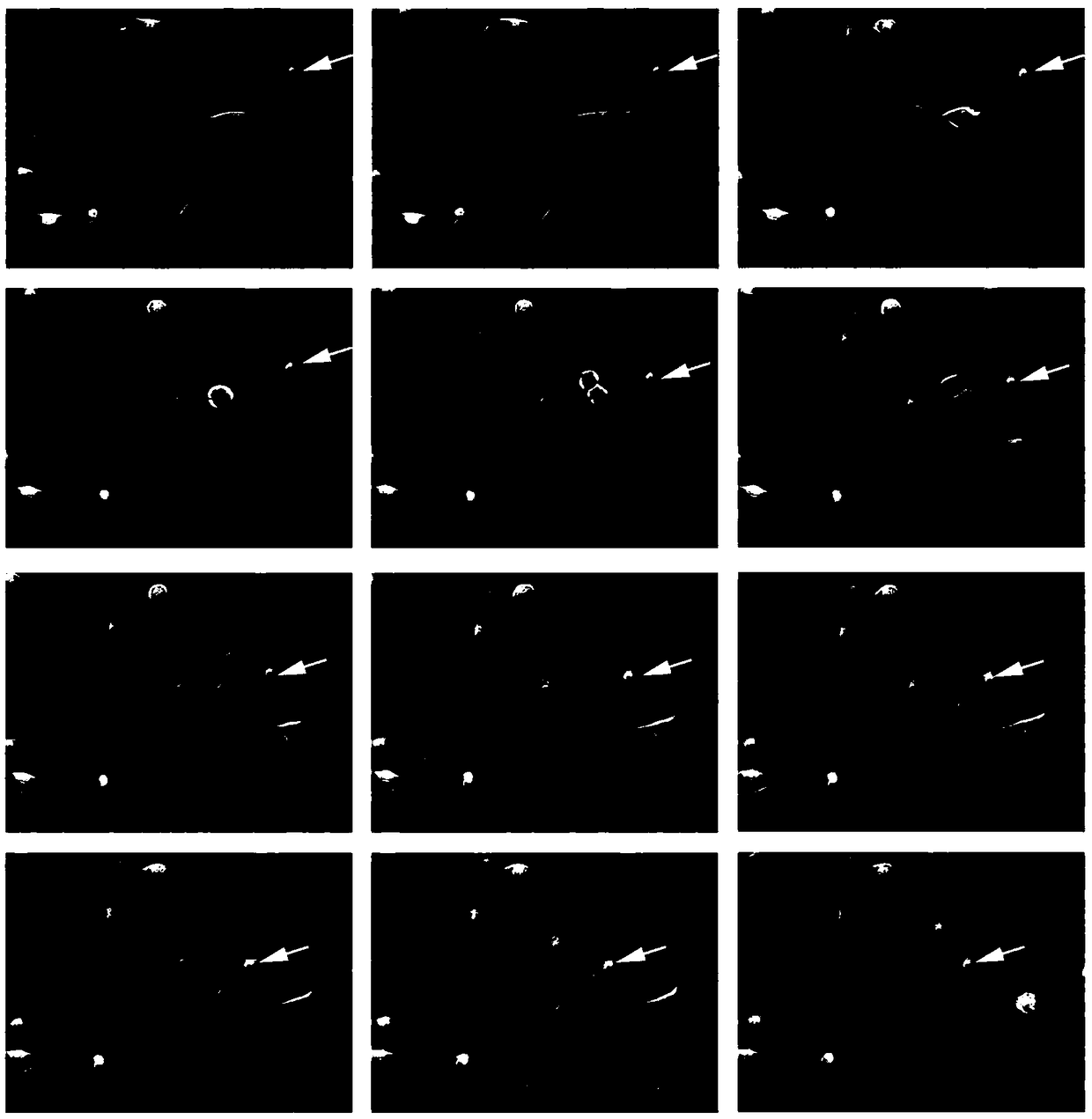 Lentiviral expression vector for permanently labeling nuclei and labeling method