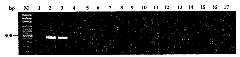 Molecular identification method of trichothecene type-A toxins of fusarium