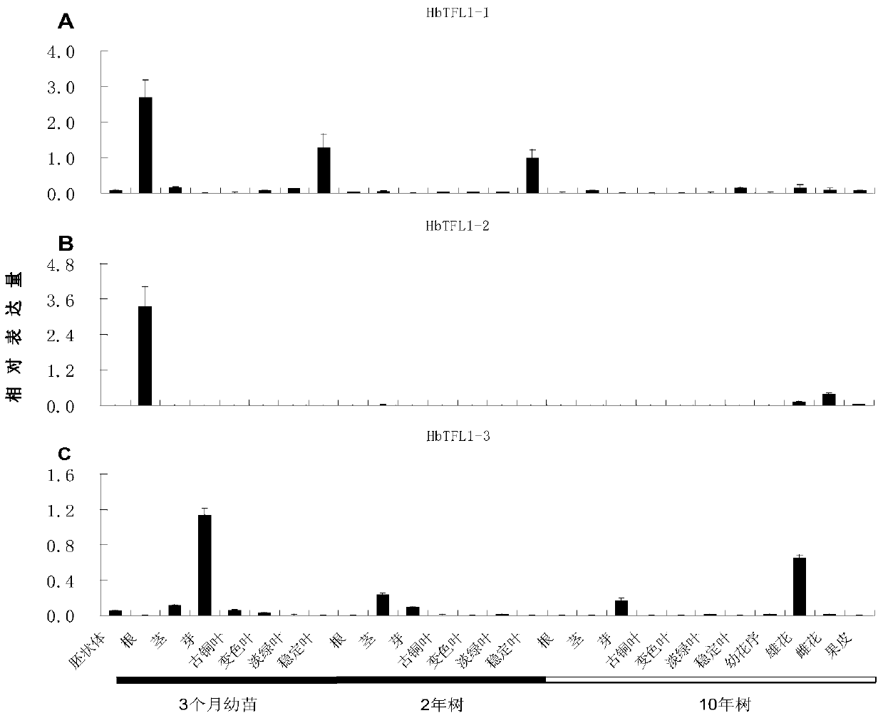 A rubber tree flowering regulatory protein hbtfl1-3 and its coding gene and application