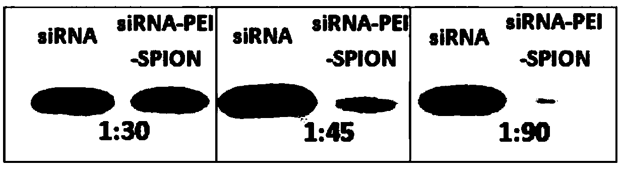 Targeted anti-tumor drug system for drug-resistant tumor cells and construction method thereof