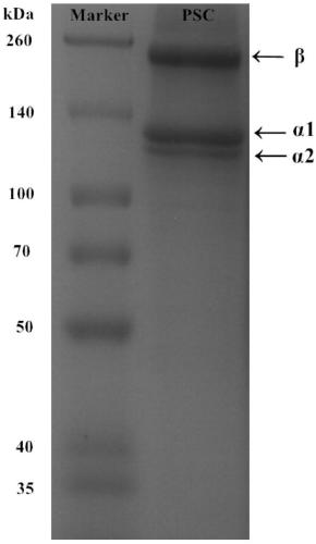 Preparation method of pepsin-solubilized collagen from fish scale