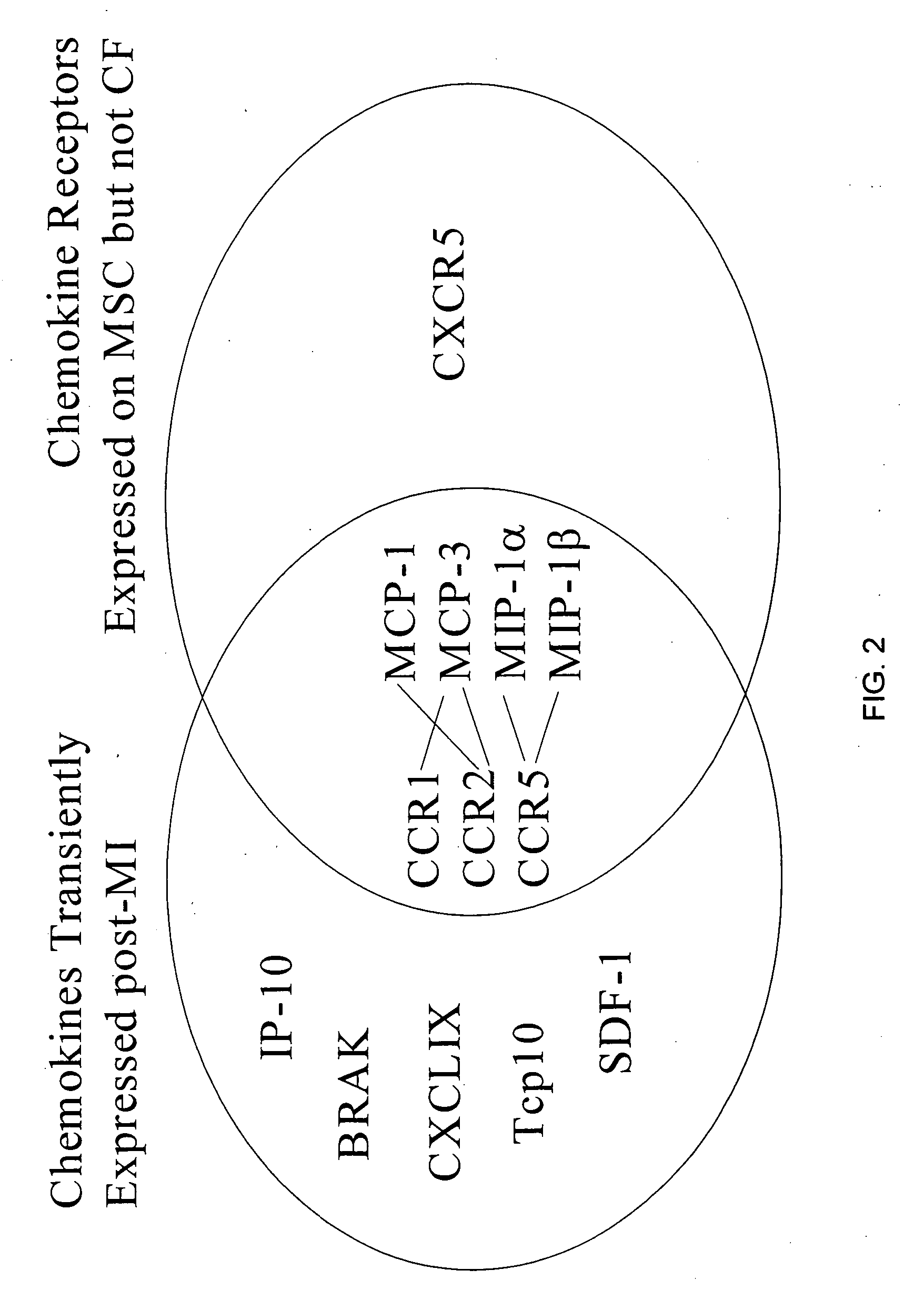 CCR ligands for stem cell homing