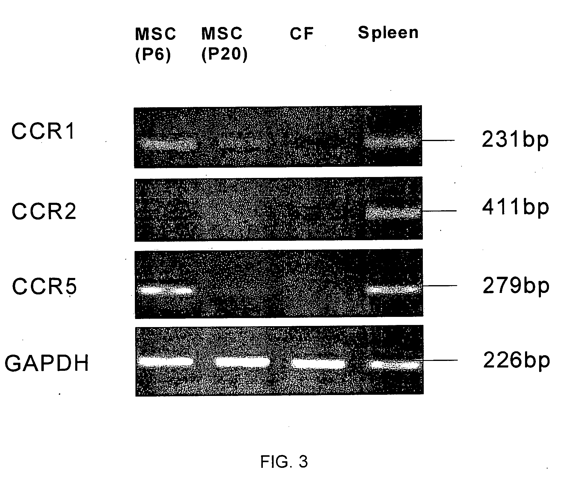 CCR ligands for stem cell homing