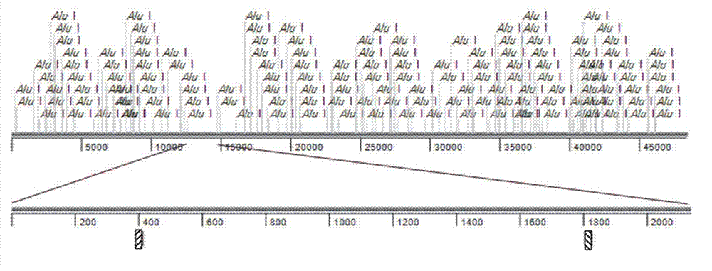 Method for simulating recombination and non-trace cloning