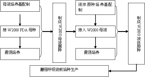 Optimized formula and preparation process for W2000 liquid stock of mushroom breathing bag cultivated species