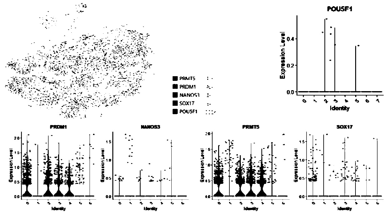 Method for directly transdifferentiating mesenchymal stem cells into sperms by using transcription factor FOXO1