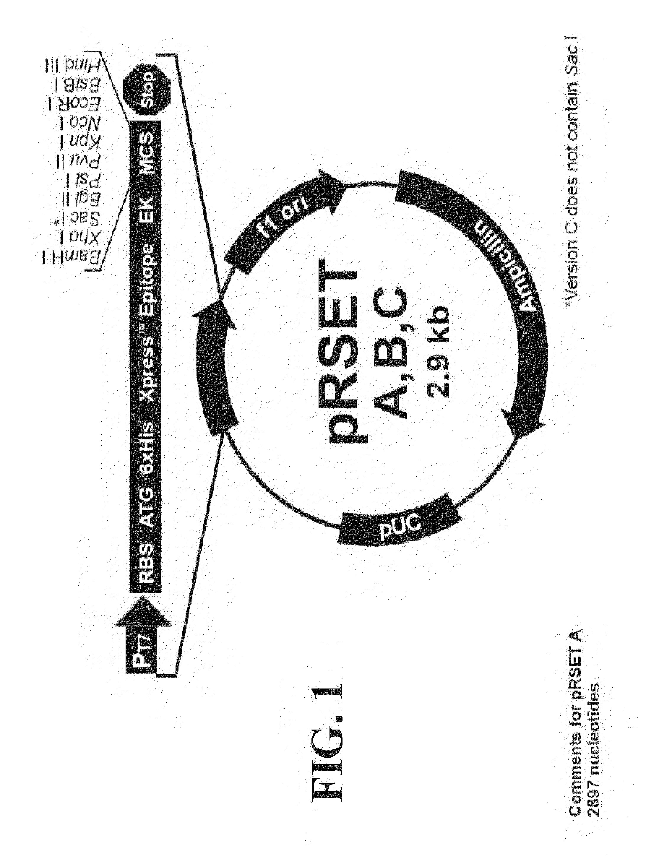 Novel fusion carbonic anhydrase/cellulose binding polypeptide encoded by a novel hybrid gene, and method of creating and using the same