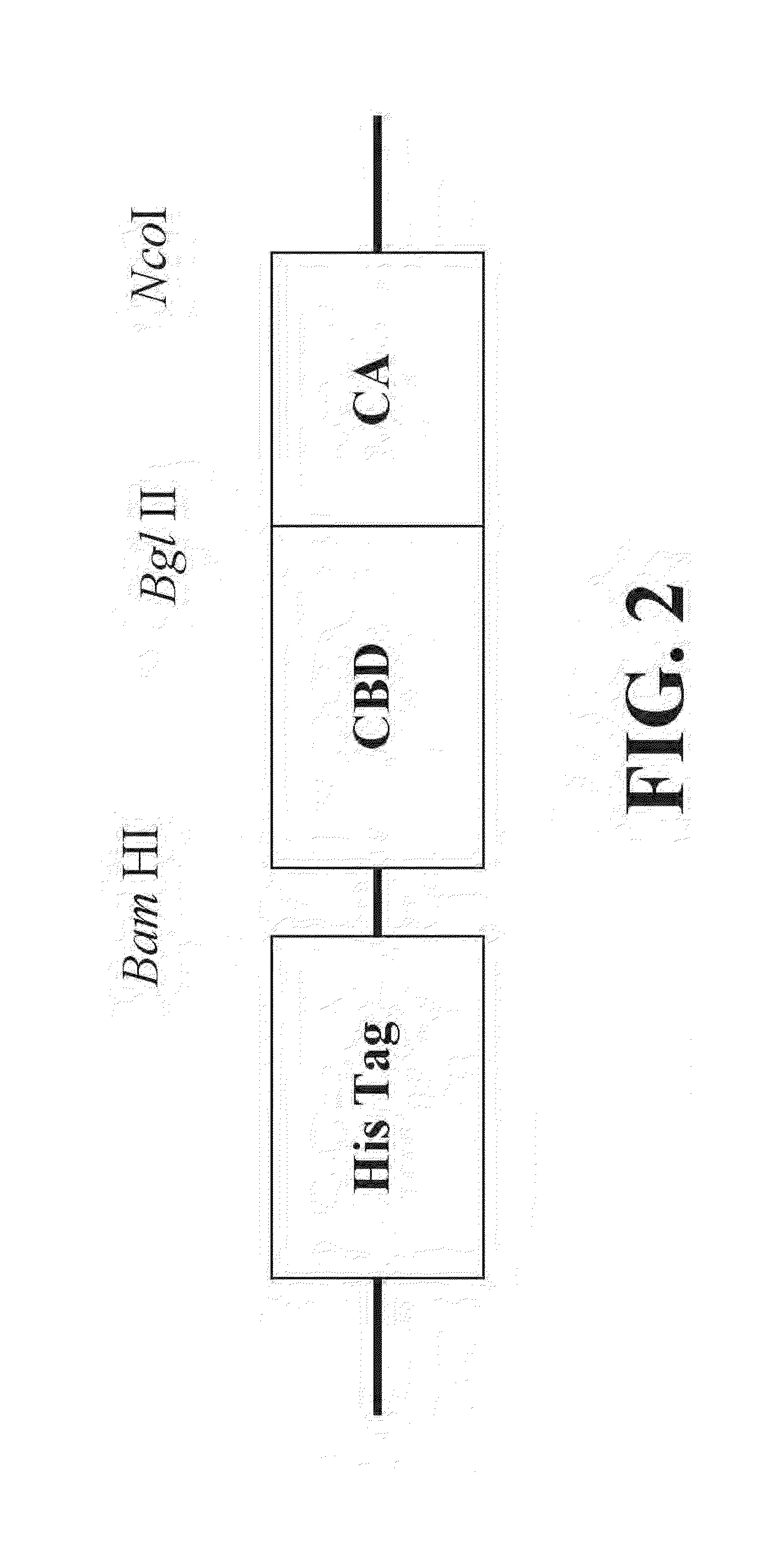 Novel fusion carbonic anhydrase/cellulose binding polypeptide encoded by a novel hybrid gene, and method of creating and using the same